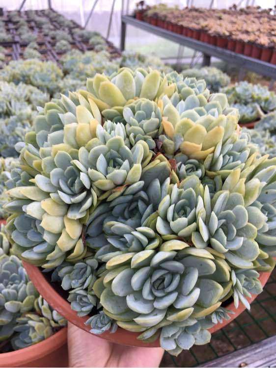 周口市多肉植物大棚 地址在黄泛区