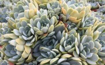 周口市多肉植物大棚 地址在黄泛区