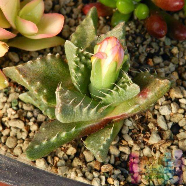 太原哪里有多肉大棚 地址怎么走