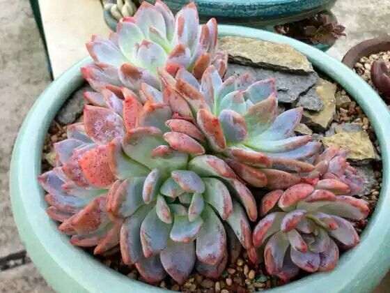 顺德哪里有多肉植物大棚 求地址