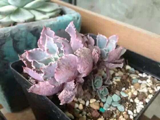 顺德哪里有多肉植物大棚 求地址