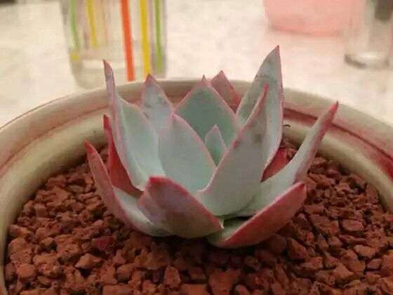 顺德哪里有多肉植物大棚 求地址