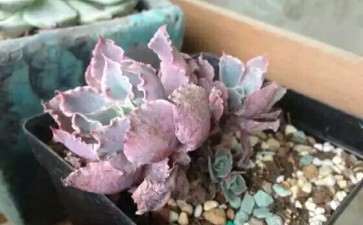 顺德哪里有多肉植物大棚 求地址