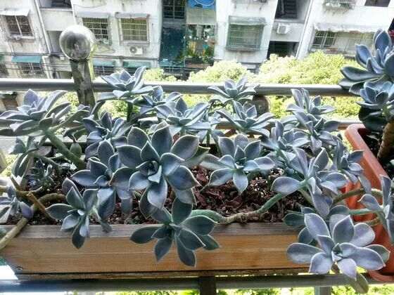 无锡多肉植物大棚地址在哪里