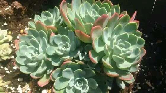 无锡多肉植物大棚地址在哪里