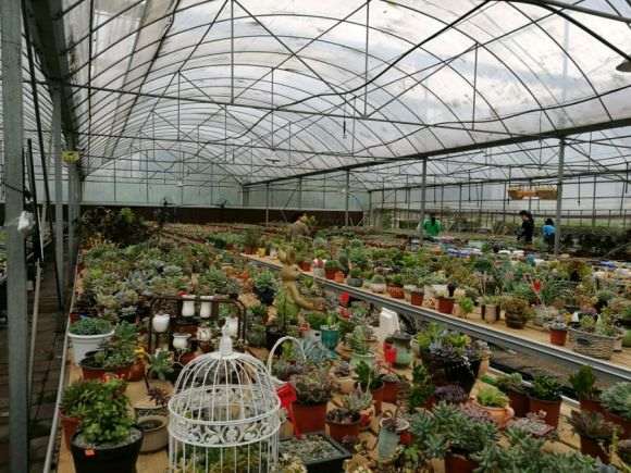 逛泸州多肉大棚 地址在西岸阳光