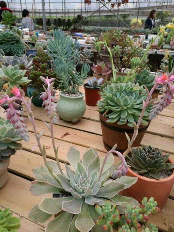 逛泸州多肉大棚 地址在西岸阳光