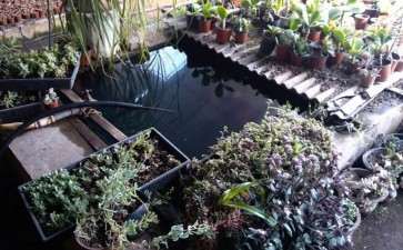 宁波多肉大棚地址在哪里 骆驼花木世界