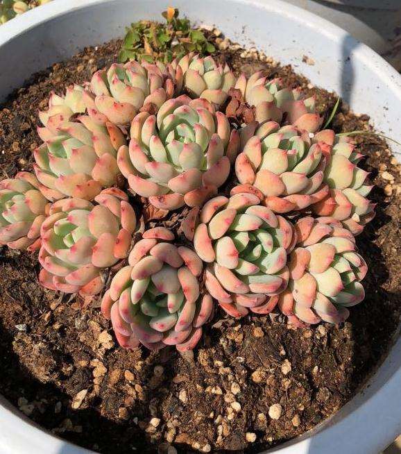 北京昌平多肉大棚地址在哪里呢