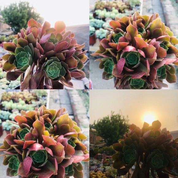 北京昌平多肉大棚地址在哪里呢