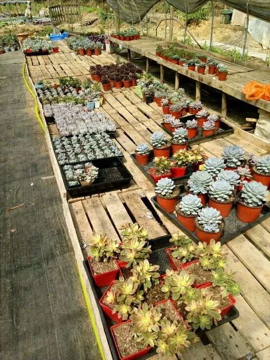 长沙美羊羊多肉大棚地址和联系方式