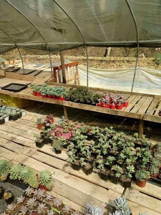 长沙美羊羊多肉大棚地址和联系方式