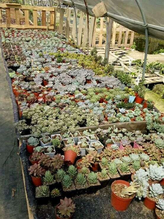 长沙美羊羊多肉大棚地址和联系方式