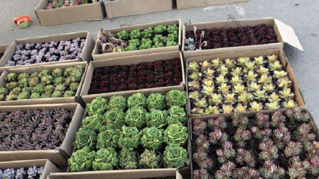 青州多肉大棚的具体地址是哪里