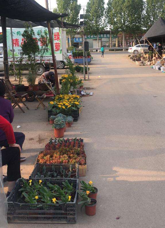 青州多肉大棚的具体地址是哪里