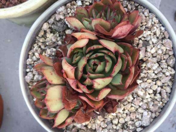 参观萧山多肉大棚 怎么样 图片