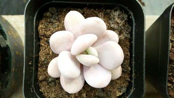 北京大兴多肉大棚地址