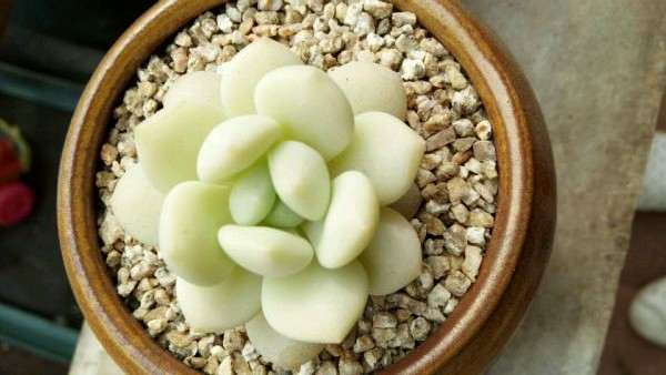 北京大兴多肉大棚地址