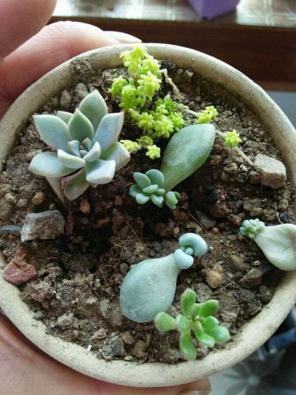 唐山哪里有卖多肉的大棚 求地址