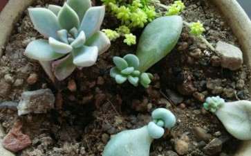 唐山哪里有卖多肉的大棚 求地址