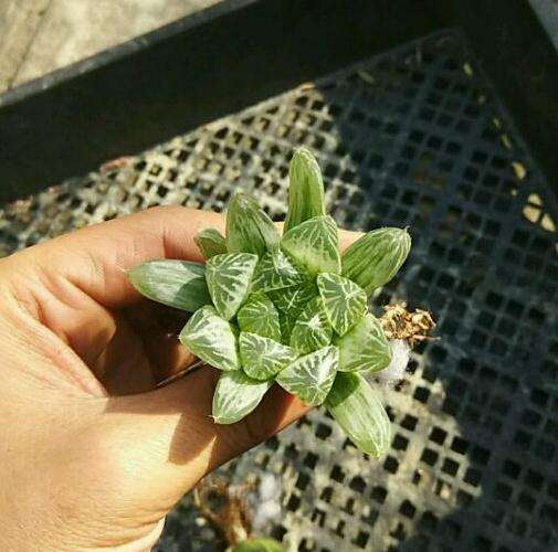 成都郫县清宇多肉大棚地址在哪里