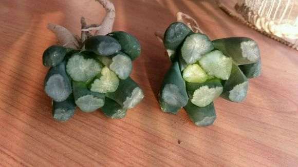 成都郫县清宇多肉大棚地址在哪里