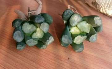 成都郫县清宇多肉大棚地址在哪里