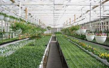 诸暨哪里有多肉大棚 谁知道地址