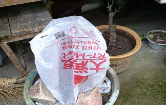 金弹子下山桩生桩 套袋发芽 掐尖好吗