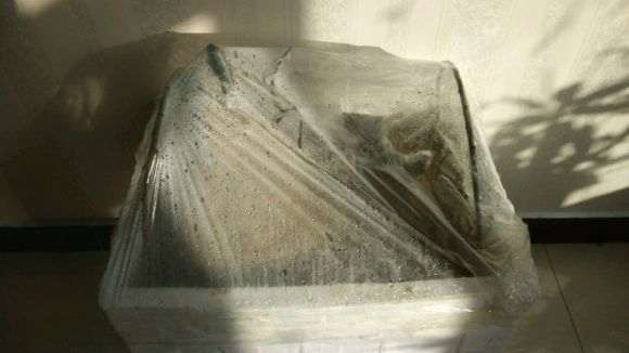 金弹子下山桩生桩 套袋发芽 掐尖好吗