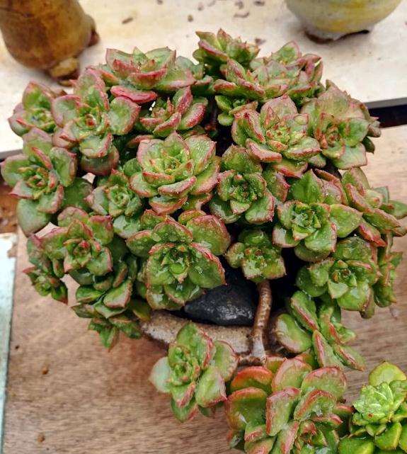 盛泽哪里有多肉大棚