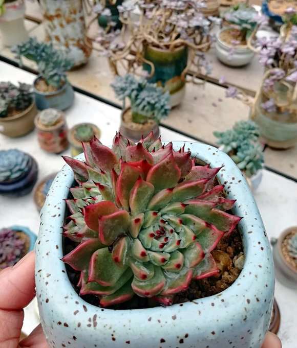 盛泽哪里有多肉大棚