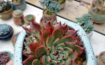 盛泽哪里有多肉大棚 求地址