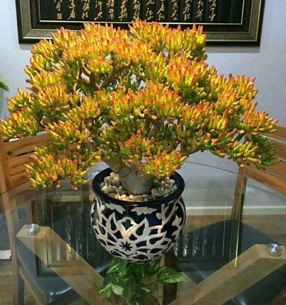 嵩县有多肉植物大棚基地吗 在哪里