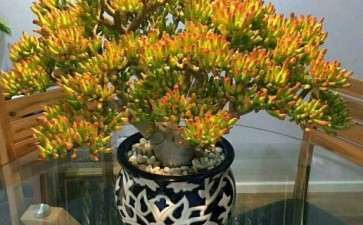 嵩县有多肉植物大棚基地吗 在哪里