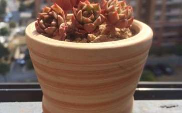 萍乡有没有多肉大棚 地址在哪里