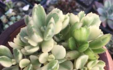 秦皇岛多肉大棚地址在哪里 谁知道