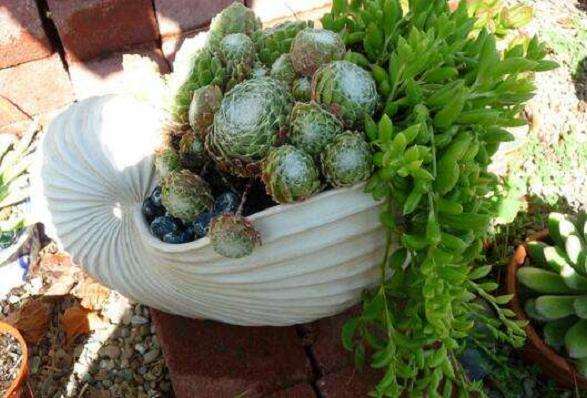 在郑州搭建多肉大棚膜用多厚