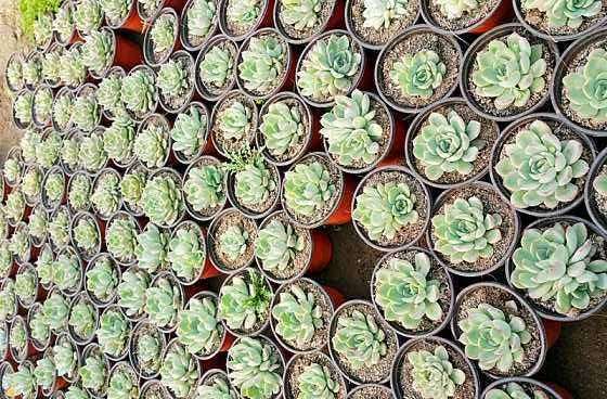 腾冲有多肉大棚吗 地址在哪里