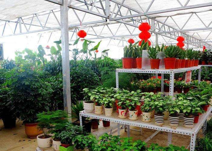 腾冲有多肉大棚吗 地址在哪里