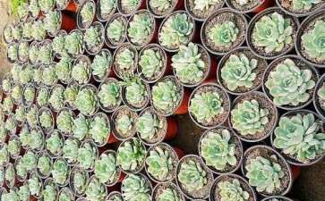 腾冲有多肉大棚吗 地址在哪里