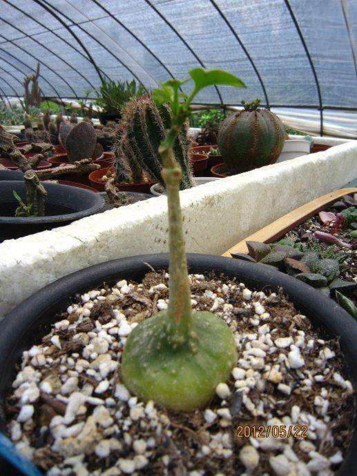 廊坊的多肉大棚地址在哪里