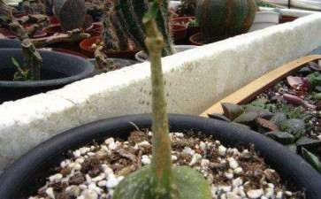 廊坊的多肉大棚地址在哪里