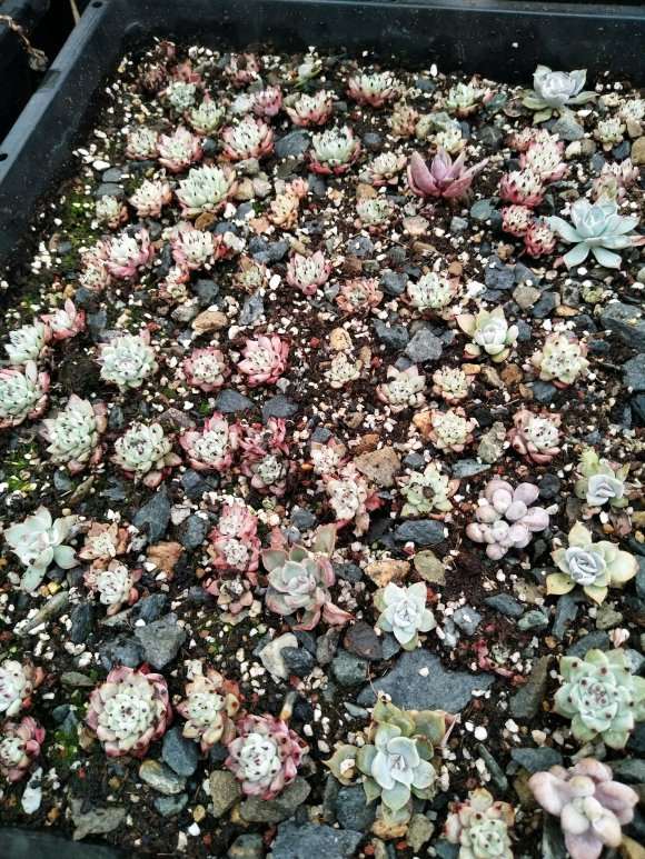 厦门哪里有多肉大棚呀 求告知地址