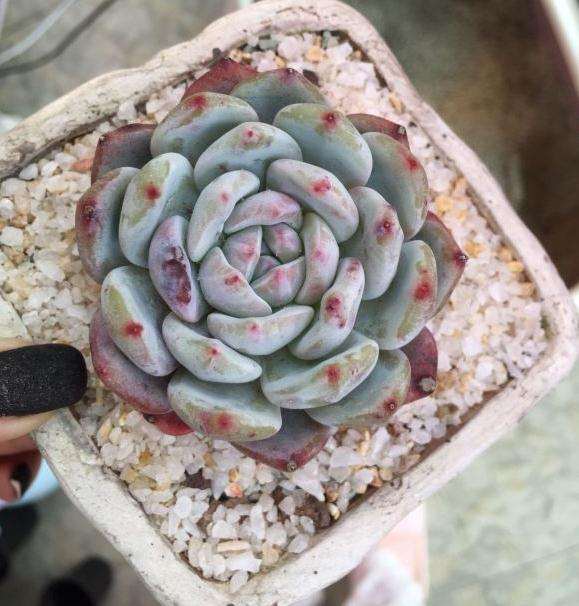 郫县多肉大棚有哪些 地址怎么走