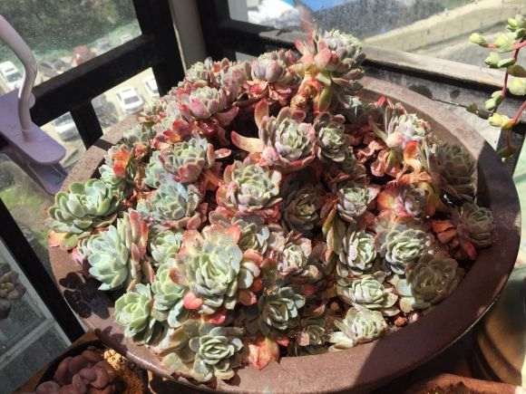 郫县多肉大棚有哪些 地址怎么走