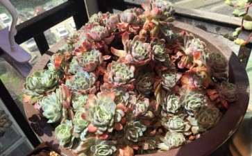 郫县多肉大棚有哪些 地址怎么走