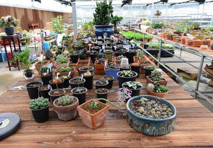 呈贡各地多肉大棚的地址在哪里