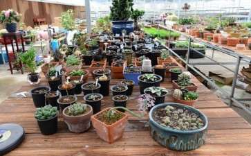 呈贡各地多肉大棚的地址在哪里