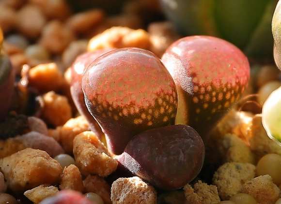 盐源最专业的多肉大棚地址在哪里